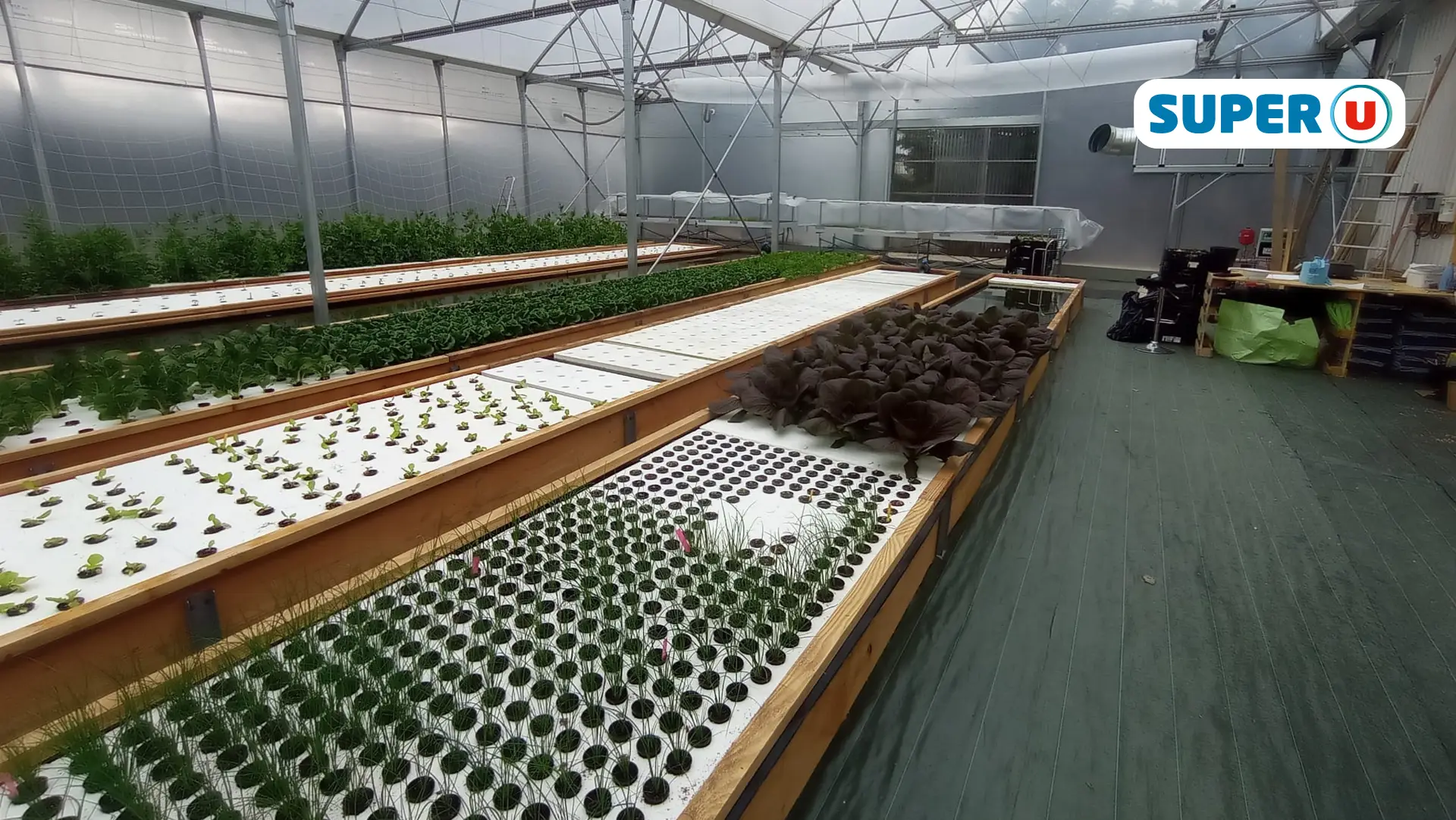 Projet-aquaponique-supermarché-super-u-Labastide-Saint-Pierre-BIBUS France