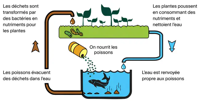 aquaponie-fonctionnement-circuit-fermé