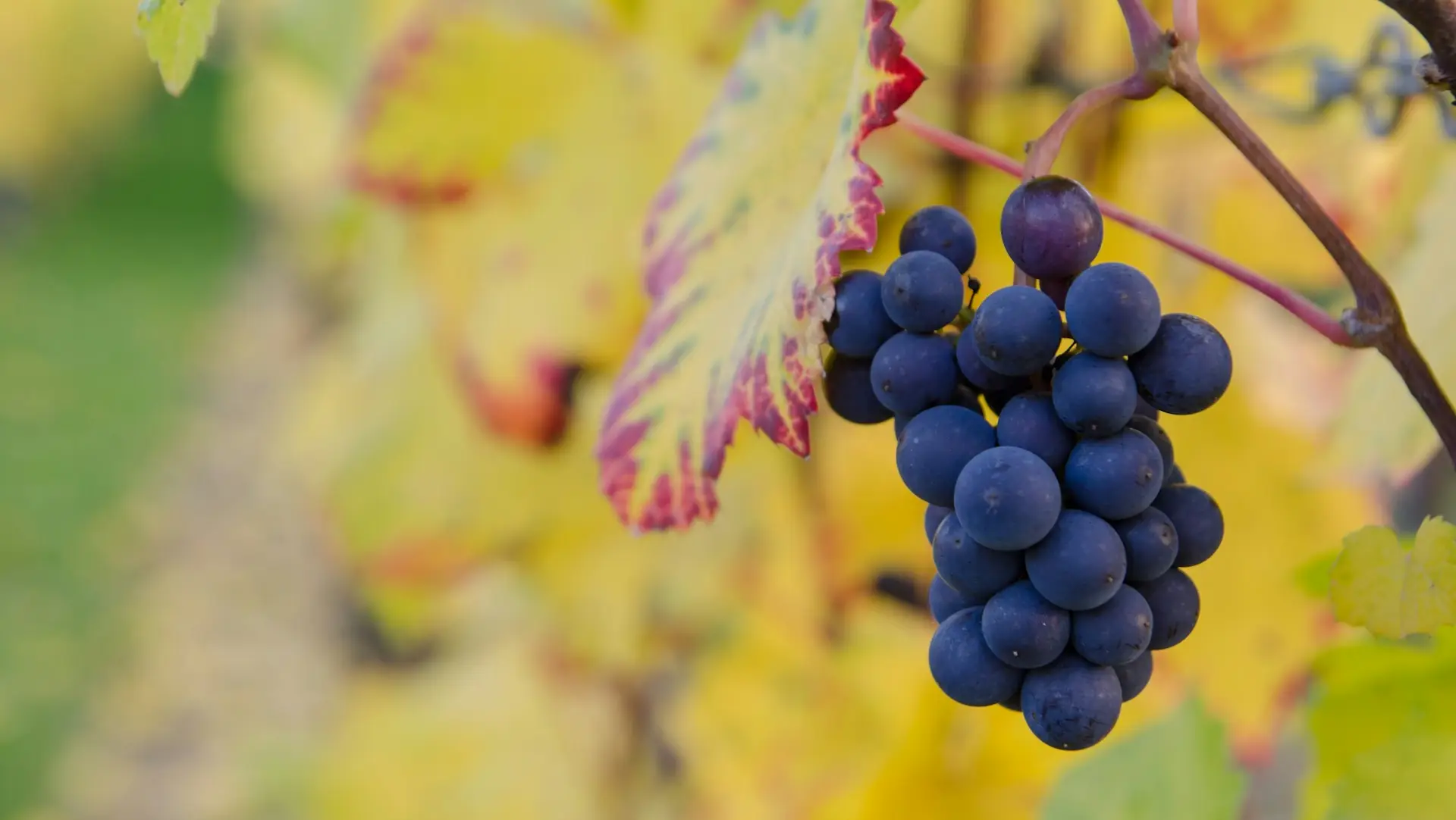 vigne-vins-spiritueux-BUBUS-France